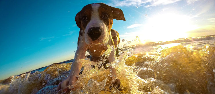 Reisen mit dem Hund: PETA-Expertin gibt 10 wichtige Tipps für eine stressfreie Urlaubszeit