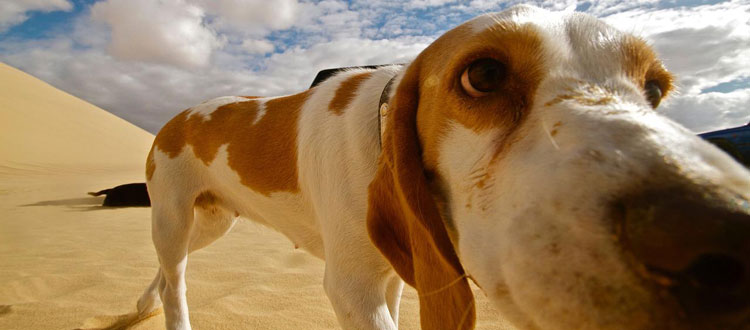 Tierisch gut unterwegs – VIER PFOTEN gibt Tipps zum Verreisen mit Hund zu Land, zu Wasser und in der Luft