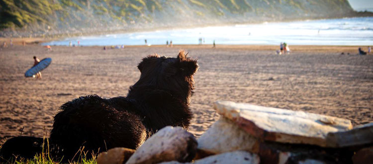 Urlaub mit Hund – TASSO e.V. gibt Tipps für die Reiseplanung