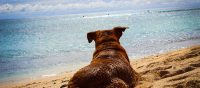 Mit Hund und Katze in den Urlaub: Welche rechtlichen Regeln ...