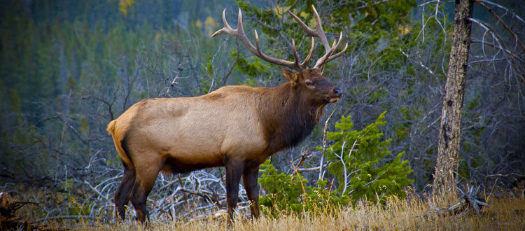 Die 5 Highlights der Wildtierbeobachtung in Kanada – Bären, Biber und Co: Kanada ist ein Paradies für Begegnungen mit wilden Tieren