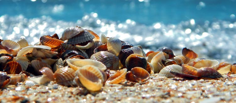 Strandgut sammeln: Oft drohen hohe Strafen