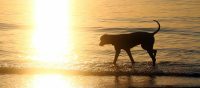 Hunde-Urlaubs-Ranking 2026! - Das sind die 10 beliebtesten U...