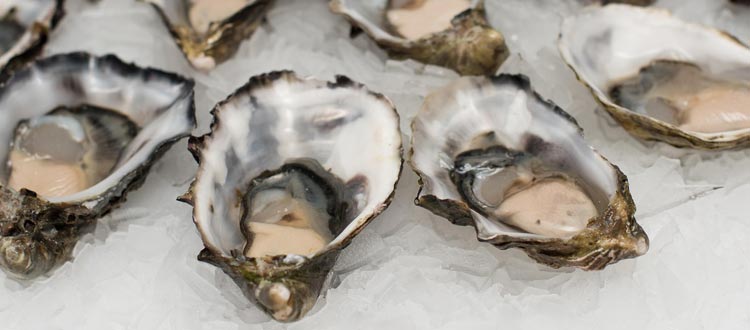 Austern schlemmen in Dänemark