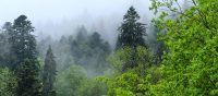 Ein Wald voller Geschichten