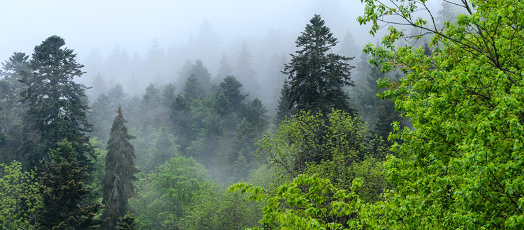 Ein Wald voller Geschichten