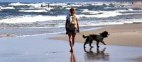 Sicher unterwegs: Gut vorbereitet mit dem Hund in den Urlaub