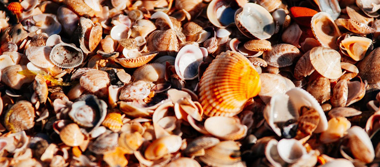 Muscheln, Markentaschen und Mitbringsel: Was Urlauber beim Zoll beachten sollten